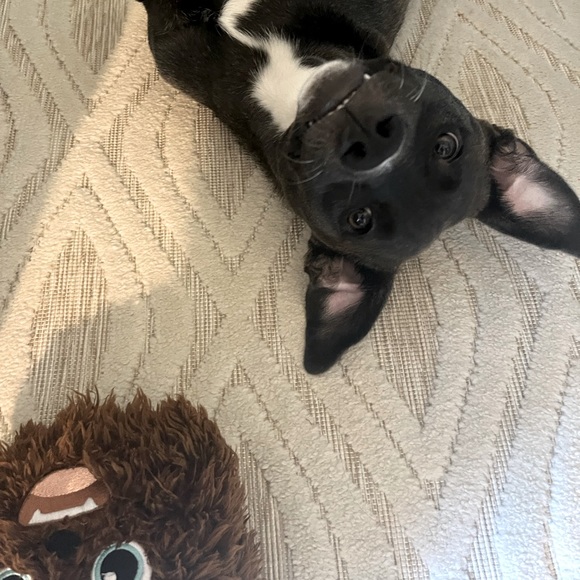 Meet your Posher, Jennifer - Picture 4 of 6